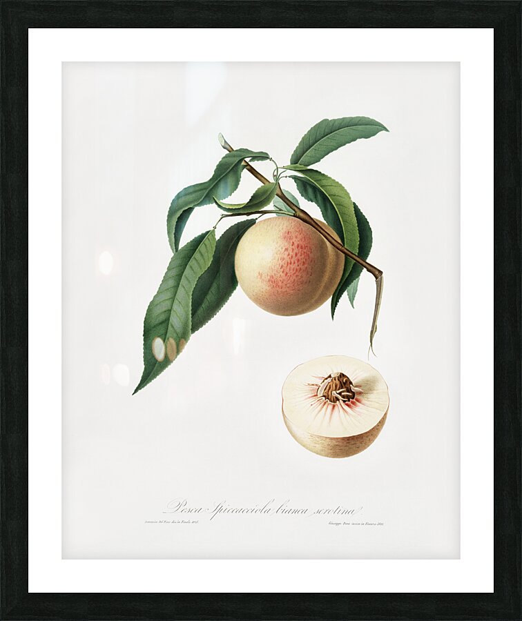 Peach Persica julodermis from Pomona Italiana 1817 - 1839 by Giorgio Gallesio 1772-1839.  Picture Frame print