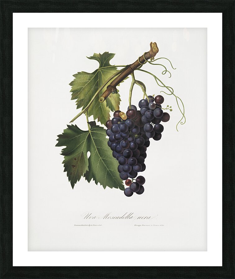 Black grape Vitis vinifera from Pomona Italiana 1817 - 1839 by Giorgio Gallesio 1772-1839.  Picture Frame print
