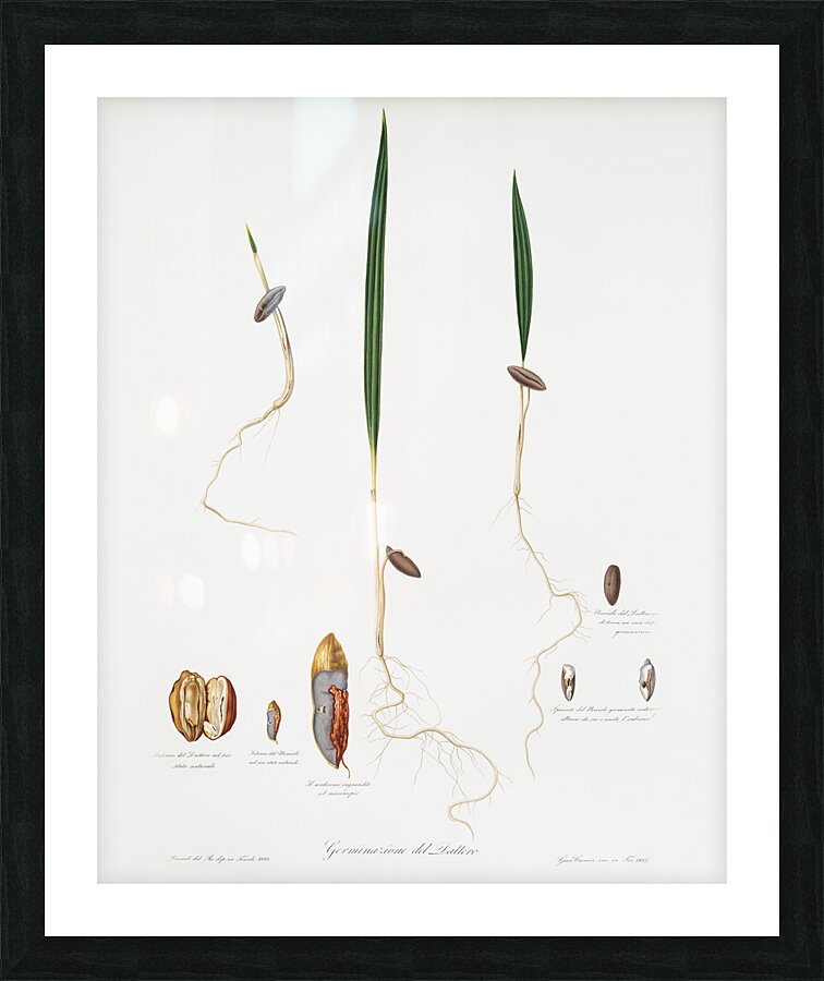 Date Palm Phoenix dactylifera from Pomona Italiana 1817 - 1839 by Giorgio Gallesio 1772-1839.  Picture Frame print