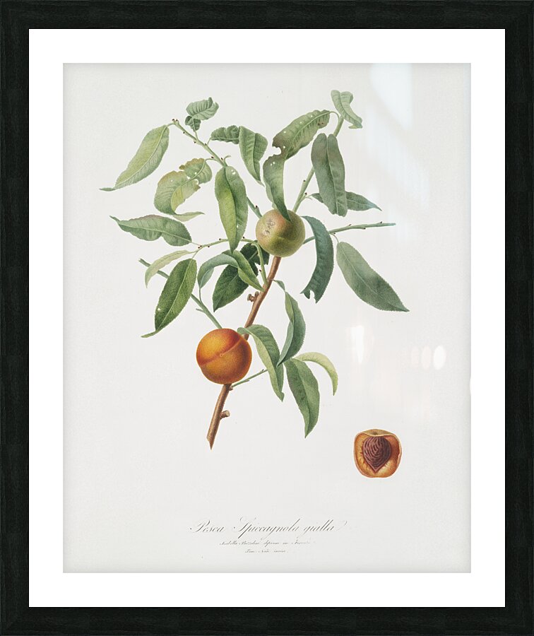 Peach Amygdalus persica iulodermis from Pomona Italiana 1817 - 1839 by Giorgio Gallesio 1772-1839.  Picture Frame print