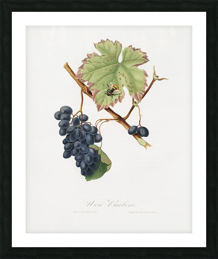 Peach Amygdalus persica iulodermis from Pomona Italiana 1817 - 1839 by Giorgio Gallesio 1772-1839.  Picture Frame print