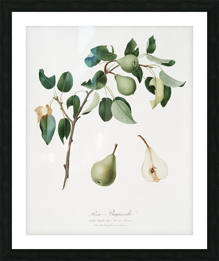 Pear Pyrus mendax from Pomona Italiana 1817 - 1839 by Giorgio Gallesio 1772-1839.  Picture Frame print