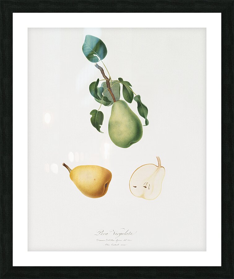 Winter citron Pyrus virgolata from Pomona Italiana 1817 - 1839 by Giorgio Gallesio 1772-1839.  Picture Frame print