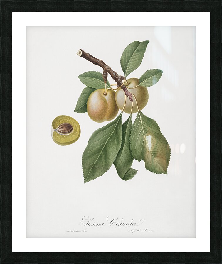 Winter citron Pyrus virgolata from Pomona Italiana 1817 - 1839 by Giorgio Gallesio 1772-1839.  Picture Frame print