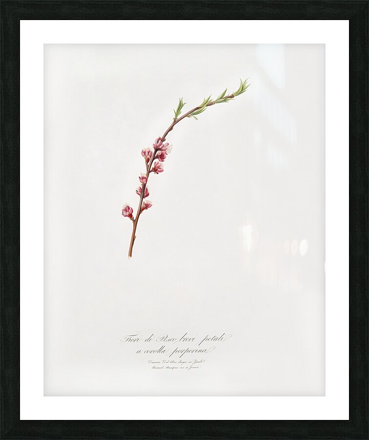 Peach blossom Prunus persica from Pomona Italiana 1817 - 1839 by Giorgio Gallesio 1772-1839.  Picture Frame print