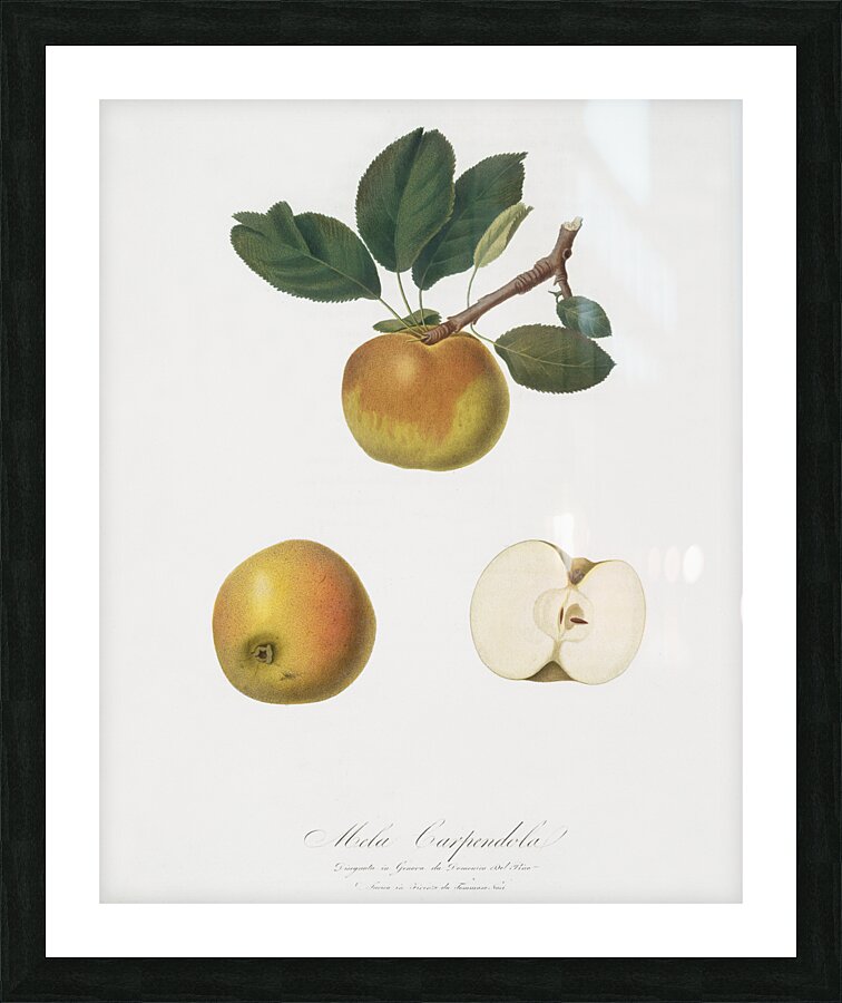 Apple Malus carpendolo from Pomona Italiana 1817 - 1839 by Giorgio Gallesio 1772-1839.  Picture Frame print