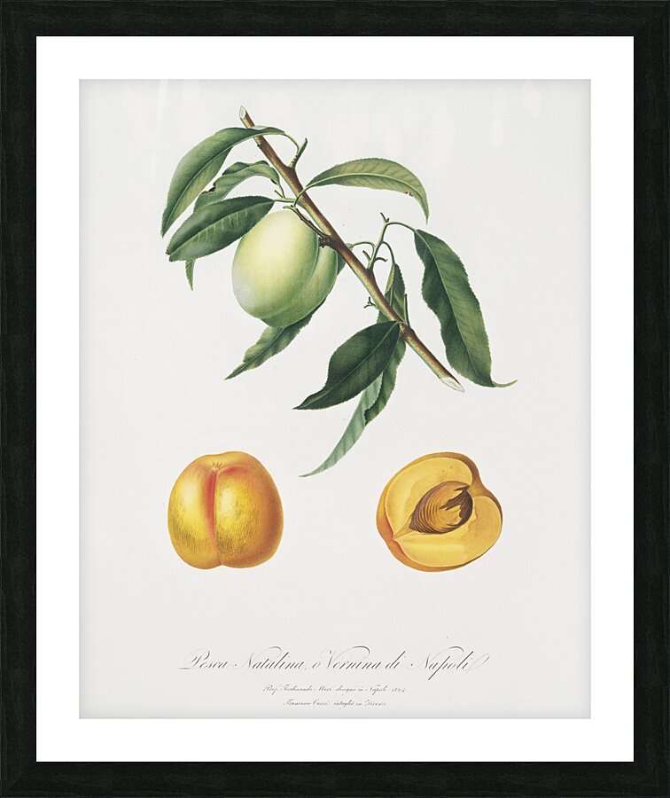 Apricot Pesca Natalina from Pomona Italiana 1817 - 1839 by Giorgio Gallesio 1772-1839.  Picture Frame print