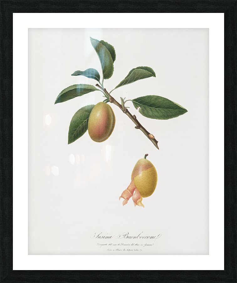 Armenian plum Prunus armeniaca from Pomona Italiana 1817 - 1839 by Giorgio Gallesio 1772-1839.  Picture Frame print