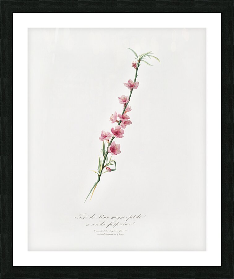 Peach blossoms Prunus persica from Pomona Italiana 1817 - 1839 by Giorgio Gallesio 1772-1839.  Impression et Cadre photo