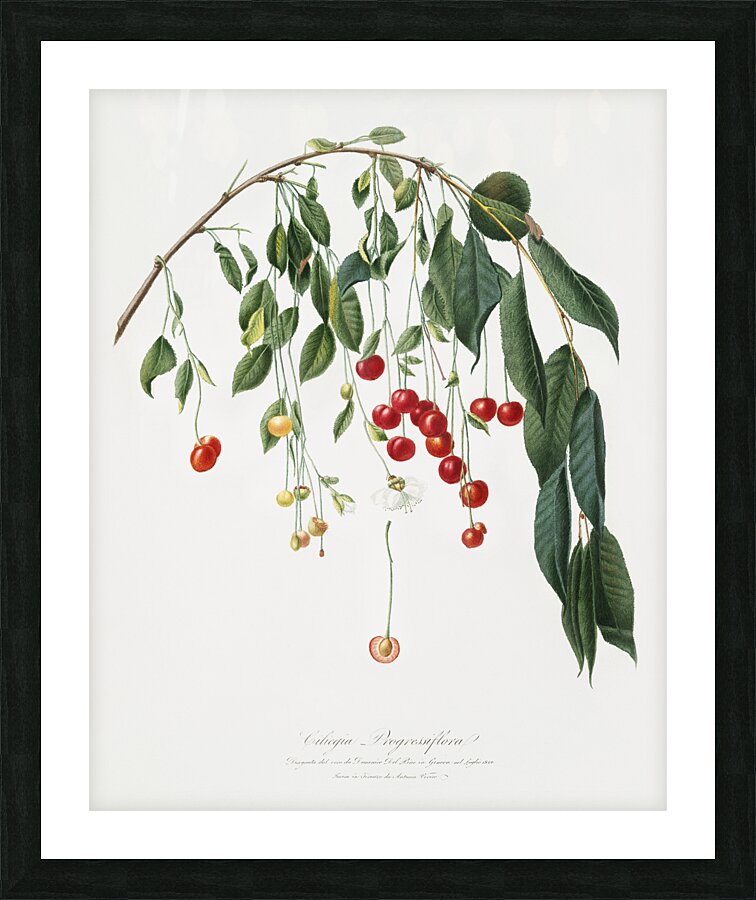 Visciola Cherries Cerasus visciola from Pomona Italiana 1817 - 1839 by Giorgio Gallesio 1772-1839.  Picture Frame print