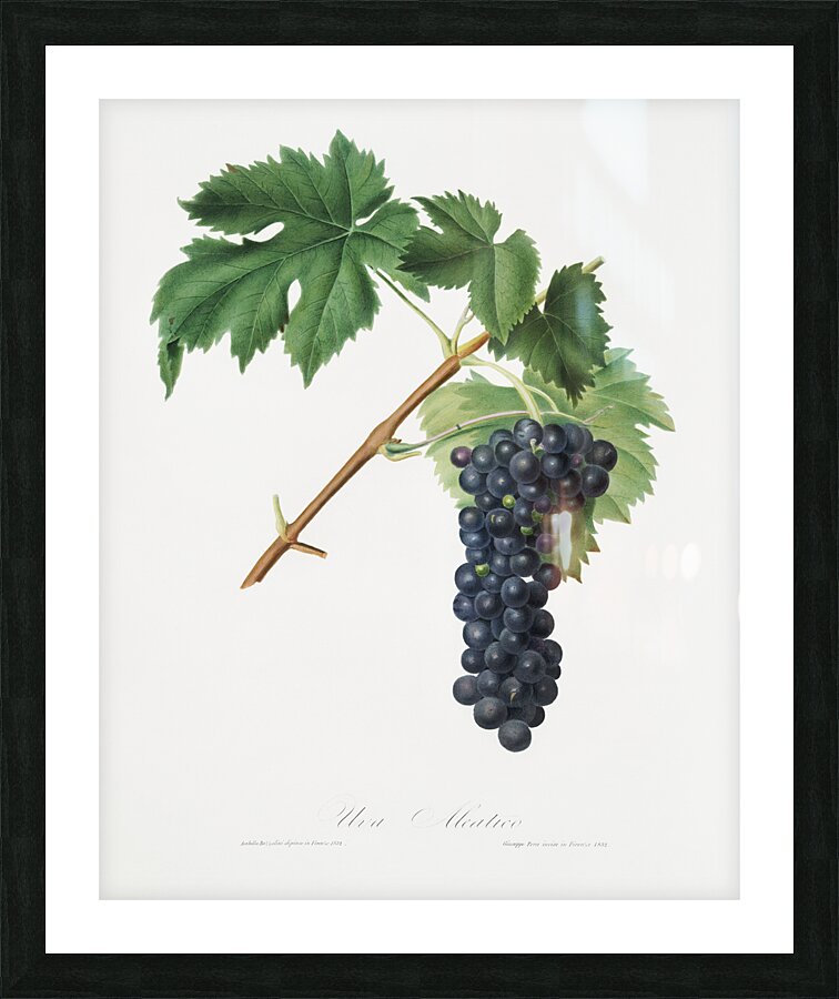 Black Aleatico grape Vitis vinifera from Pomona Italiana 1817 - 1839 by Giorgio Gallesio 1772-1839.  Picture Frame print