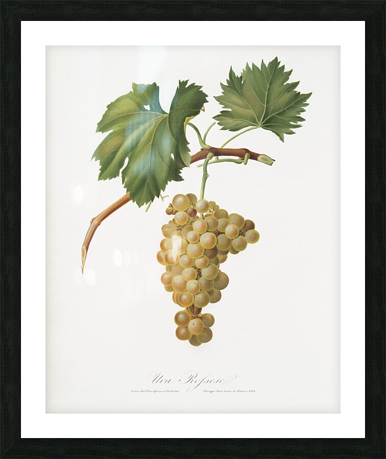 Grape vine Vitis vinifera Niciensis from Pomona Italiana 1817 - 1839 by Giorgio Gallesio 1772-1839.  Picture Frame print