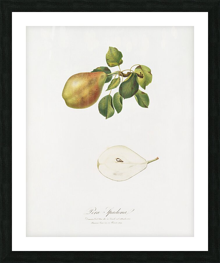 Pear Pyrus Spaddonia from Pomona Italiana 1817 - 1839 by Giorgio Gallesio 1772-1839.  Picture Frame print