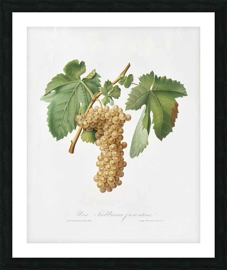 Trebbiano grapes Vitis vinifera Trebulana Florentina from Pomona Italiana 1817 - 1839 by Giorgio Gallesio 1772-1839.  Impression et Cadre photo