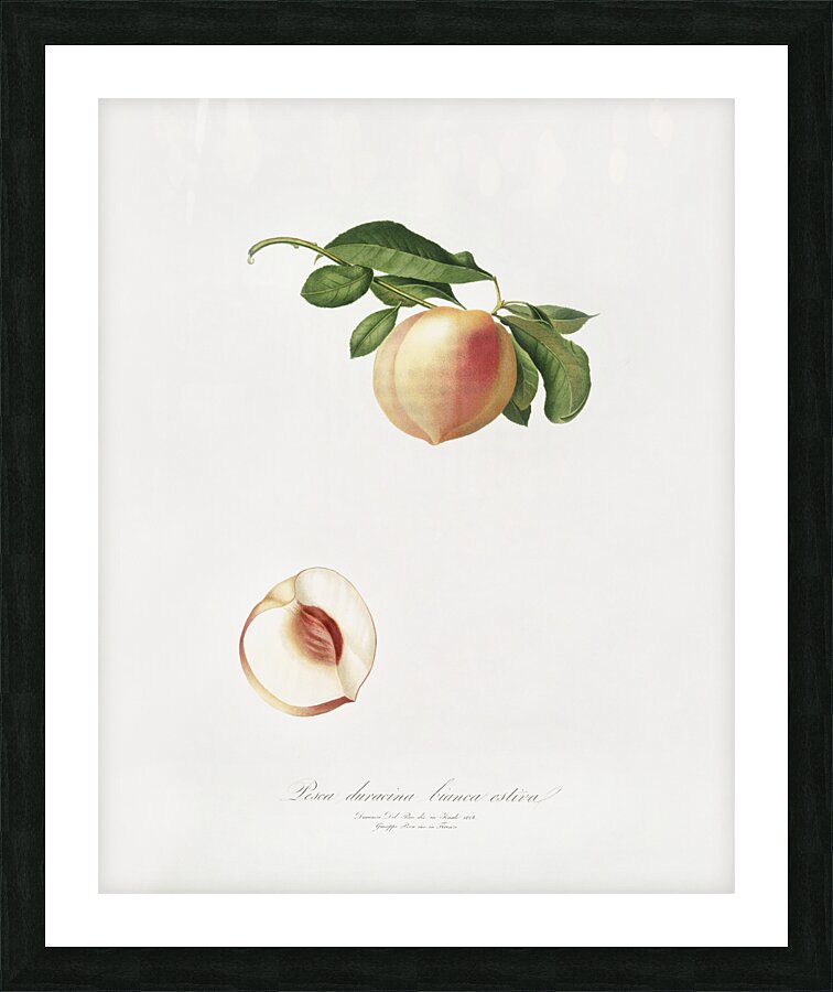 Peach Persica julodermis from Pomona Italiana 1817 - 1839 by Giorgio Gallesio 1772-1839.  Picture Frame print