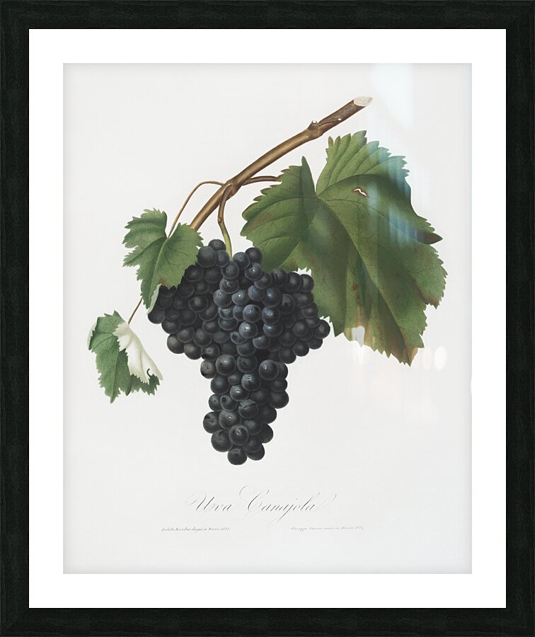 Pomona Italiana by Giorgio Gallesio 106 Picture Frame print