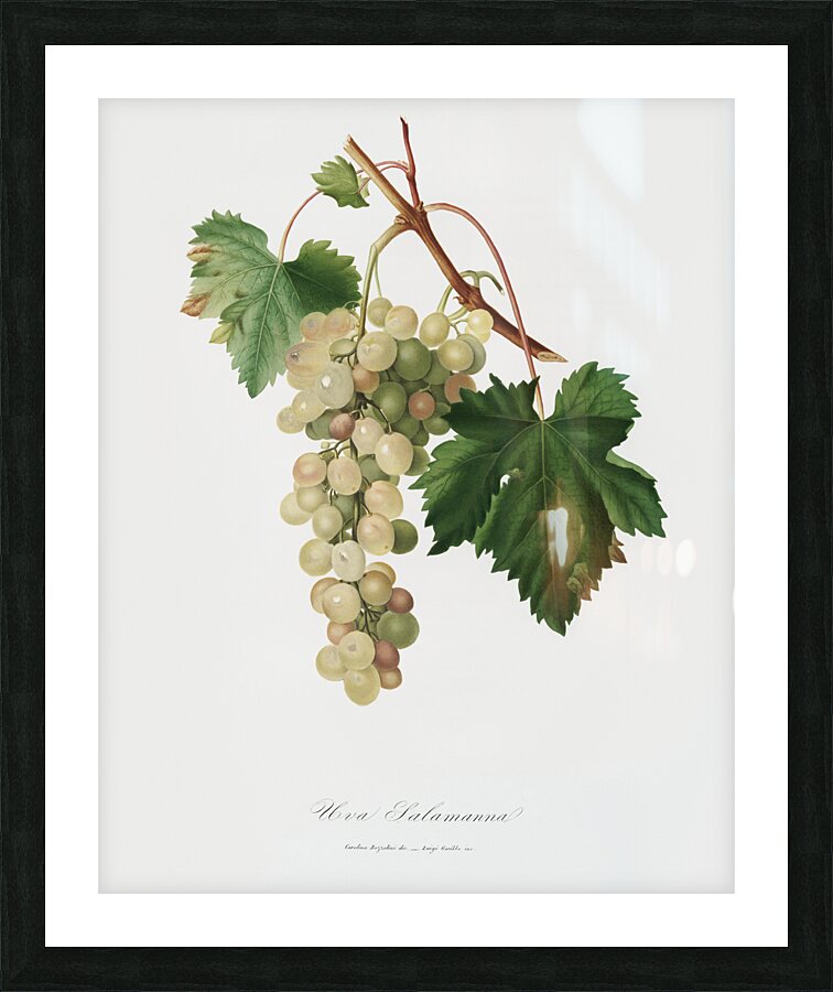 Muscat grape Vitis vinifera Moscata from Pomona Italiana 1817 - 1839 by Giorgio Gallesio 1772-1839.  Picture Frame print