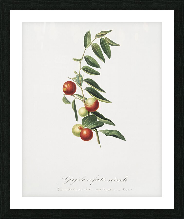 Chinese jujube Zizphus vulgaris from Pomona Italiana 1817 - 1839 by Giorgio Gallesio 1772-1839.  Picture Frame print