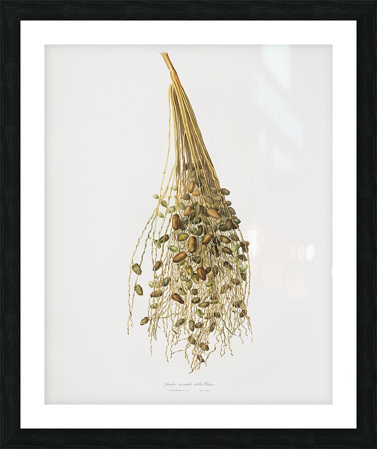 Normal Spadice of the palm Phoenix dactylifera from Pomona Italiana 1817 - 1839 by Giorgio Gallesio 1772-1839.  Picture Frame print