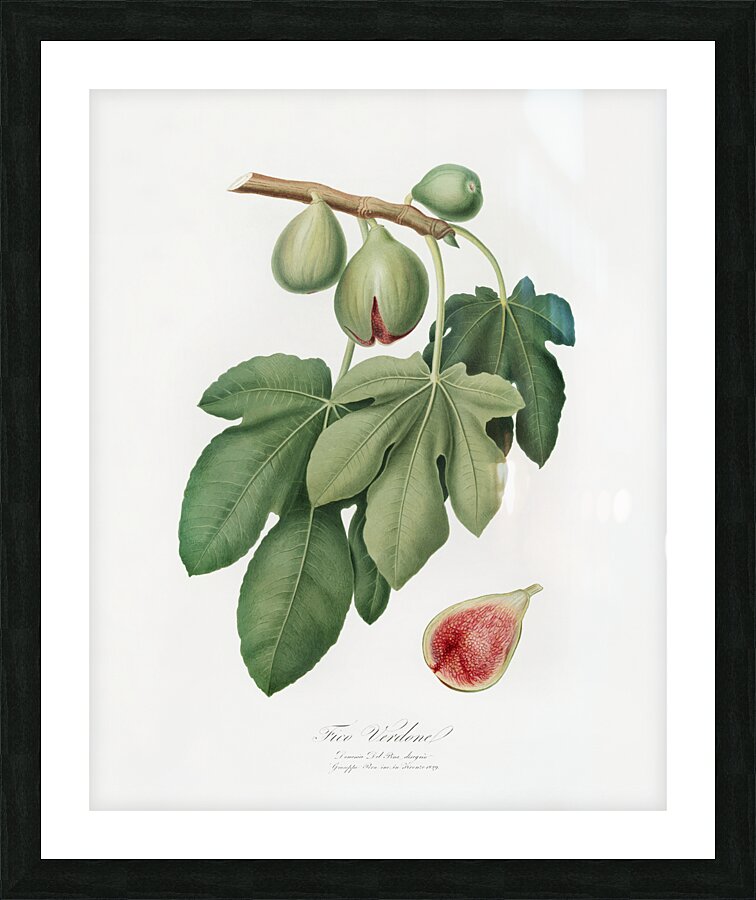 Fig Ficus carica from Pomona Italiana 1817 - 1839 by Giorgio Gallesio 1772-1839.  Picture Frame print