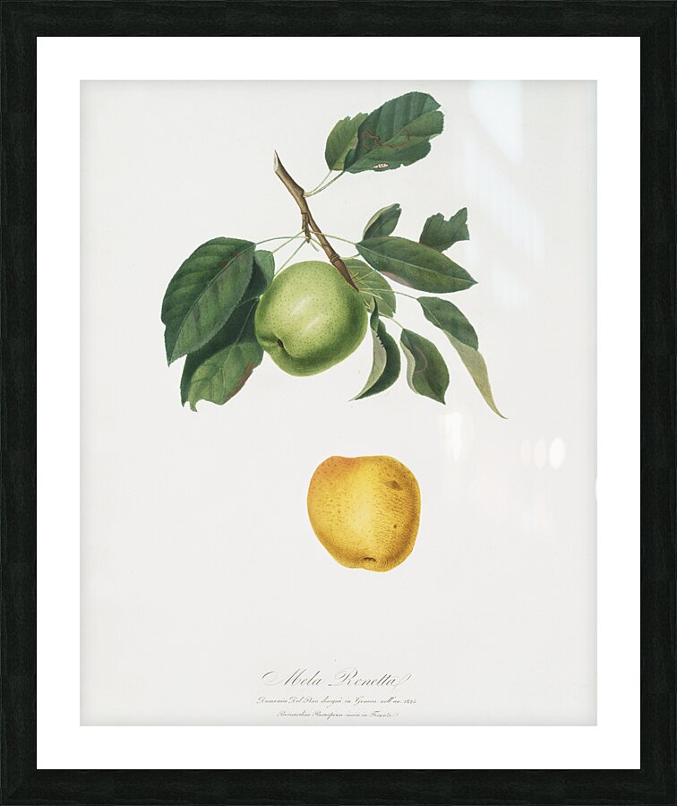 Apple Malus pumila from Pomona Italiana 1817 - 1839 by Giorgio Gallesio 1772-1839.  Picture Frame print
