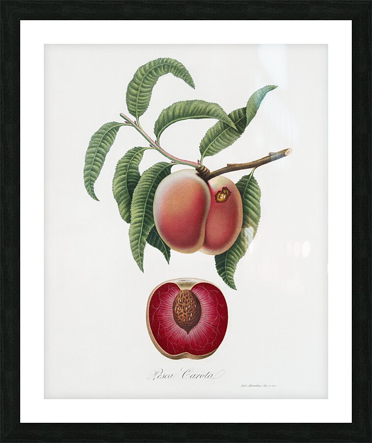 Carrot Peach Persica carota from Pomona Italiana 1817 - 1839 by Giorgio Gallesio 1772-1839.  Picture Frame print