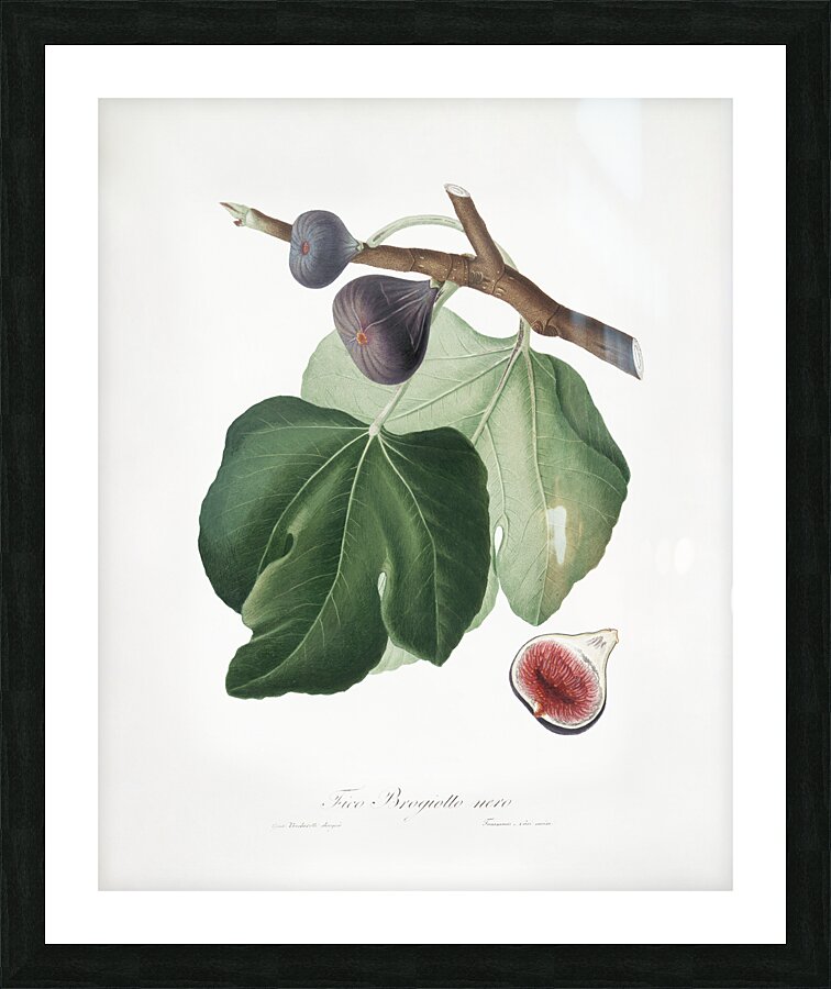 Black Fig Ficus carica from Pomona Italiana 1817 - 1839 by Giorgio Gallesio 1772-1839.  Picture Frame print