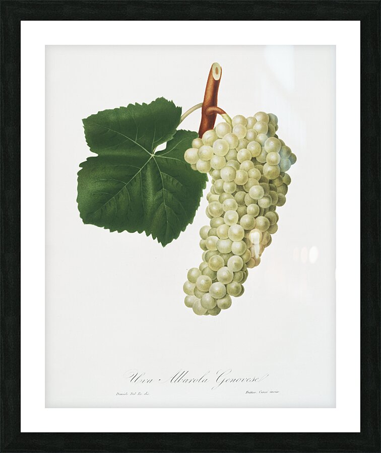 White Grape Vitis vinifera genuensis from Pomona Italiana 1817 - 1839 by Giorgio Gallesio 1772-1839.  Picture Frame print