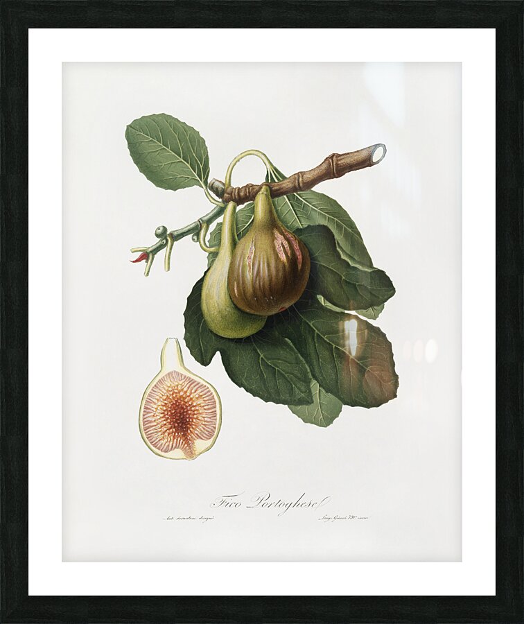 Fig Ficus carica from Pomona Italiana 1817 - 1839 by Giorgio Gallesio 1772-1839.  Picture Frame print