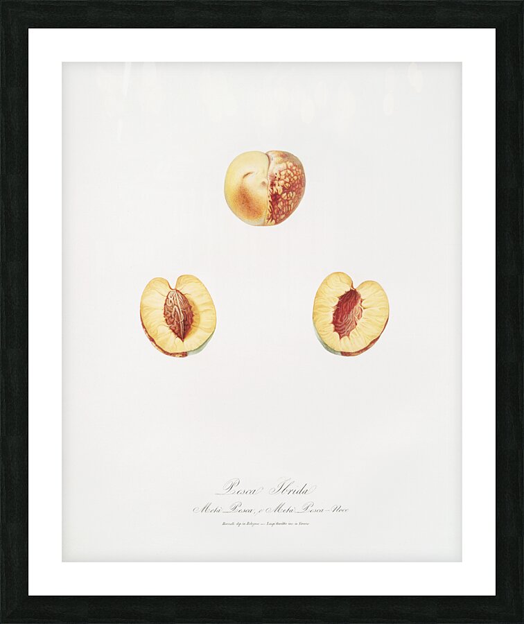 Nectarine Malus persica hybrida from Pomona Italiana 1817 - 1839 by Giorgio Gallesio 1772-1839.  Picture Frame print