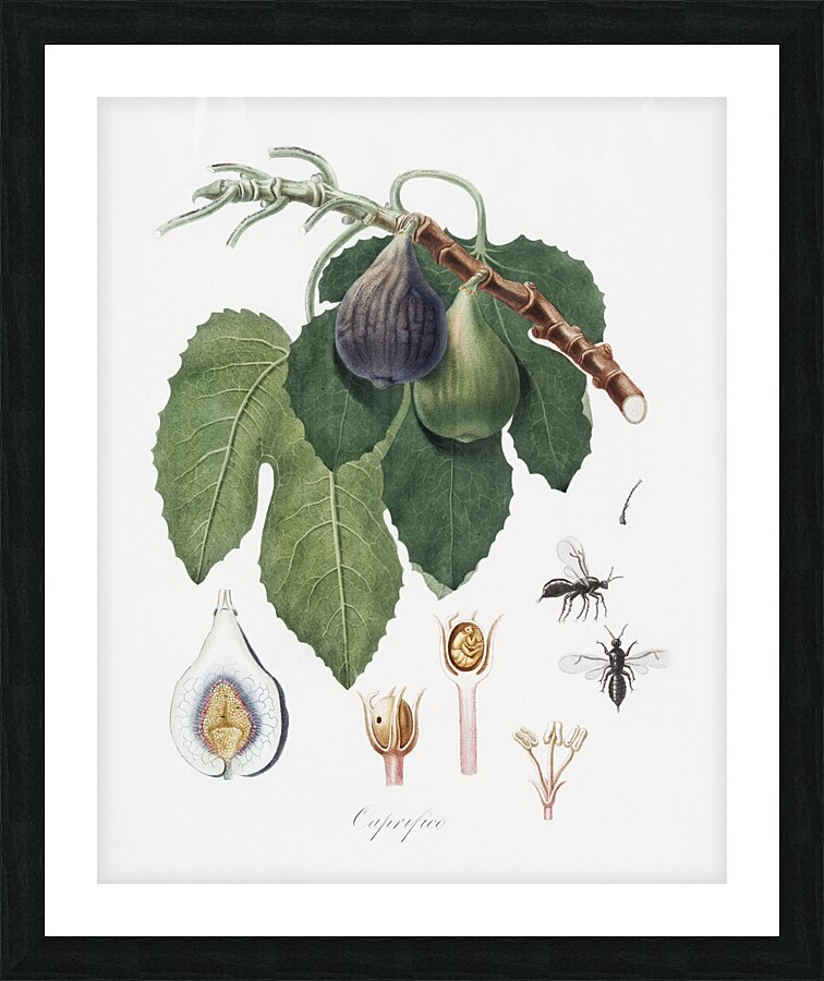 Cherry Cerasus Duracina from Pomona Italiana 1817 - 1839 by Giorgio Gallesio 1772-1839.  Picture Frame print