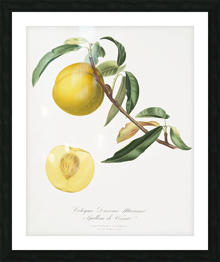 Peach Prunus persica from Pomona Italiana 1817 - 1839 by Giorgio Gallesio 1772-1839.  Picture Frame print