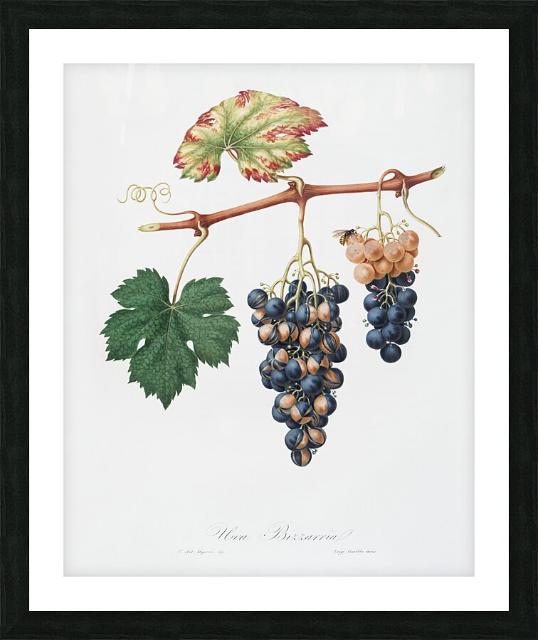 Summer grape Vites vinifera bicolor from Pomona Italiana 1817 - 1839 by Giorgio Gallesio 1772-1839.  Picture Frame print