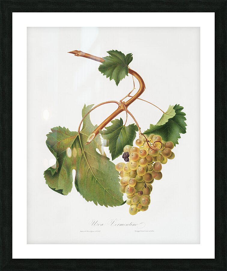 Vermentino grapes Vitis ligustica feracissima from Pomona Italiana 1817 - 1839 by Giorgio Gallesio 1772-1839.  Picture Frame print