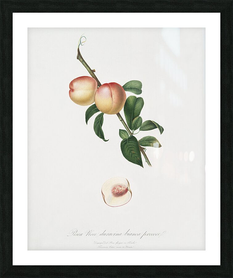 White walnut Persica psillidermis from Pomona Italiana 1817 - 1839 by Giorgio Gallesio 1772-1839.  Picture Frame print