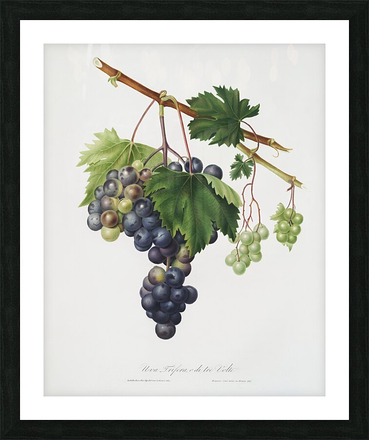 Grape from Ischia Viti vinifera vegetatione insana from Pomona Italiana 1817 - 1839 by Giorgio Gallesio 1772-1839.  Picture Frame print