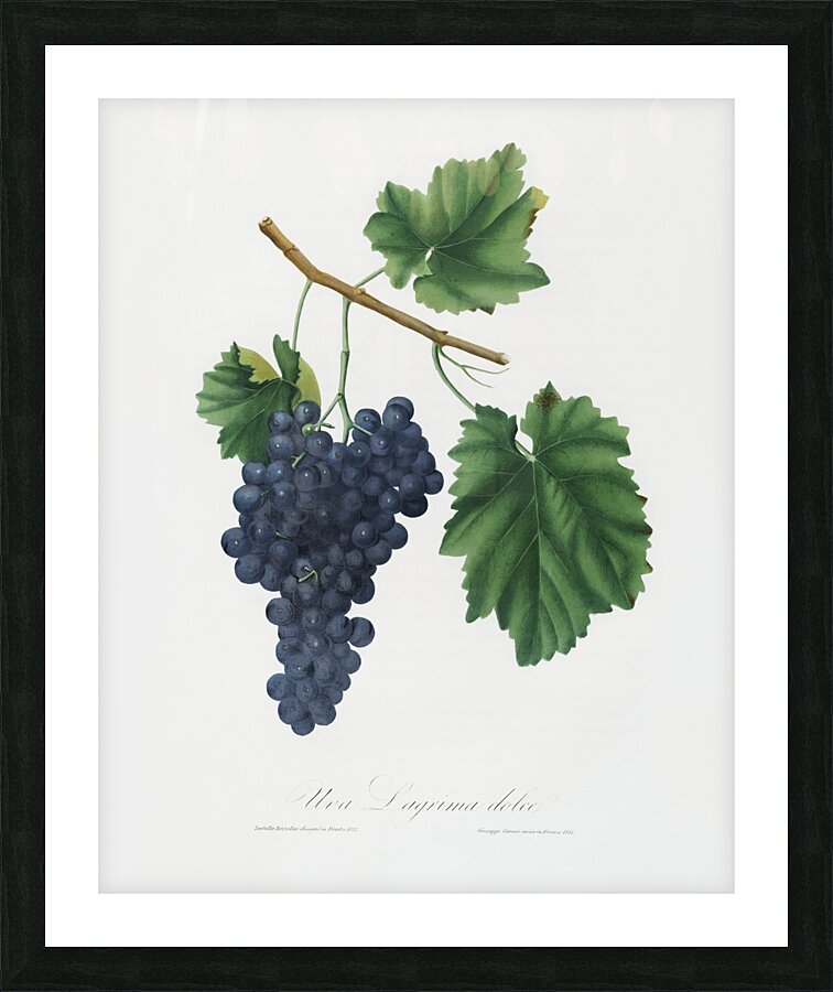 Lacrima grapes Vitis vinifera Vallisarnensis from Pomona Italiana 1817 - 1839 by Giorgio Gallesio 1772-1839.  Picture Frame print