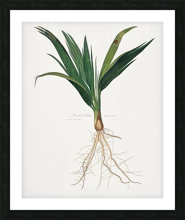 Date Palm Tree Phoenix dactylifera from Pomona Italiana 1817 - 1839 by Giorgio Gallesio 1772-1839.  Picture Frame print