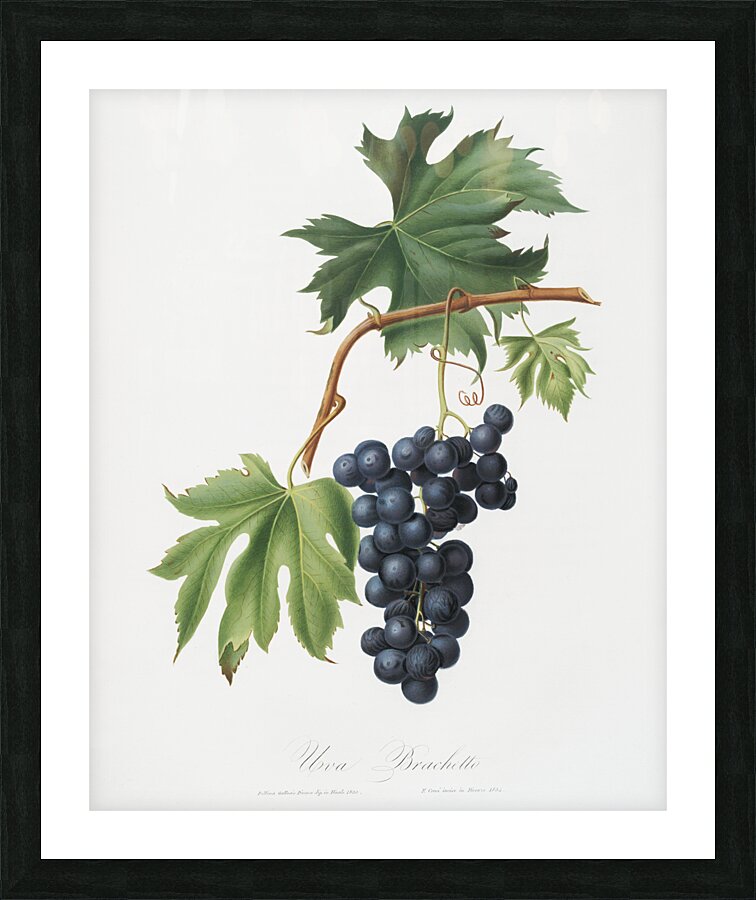 Brachetto grape Vitis vinifera niceaensis from Pomona Italiana 1817 - 1839 by Giorgio Gallesio 1772-1839.  Picture Frame print