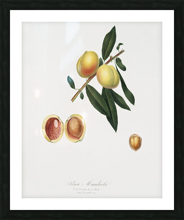 Peach Persica amygdalus from Pomona Italiana 1817 - 1839 by Giorgio Gallesio 1772-1839.  Picture Frame print