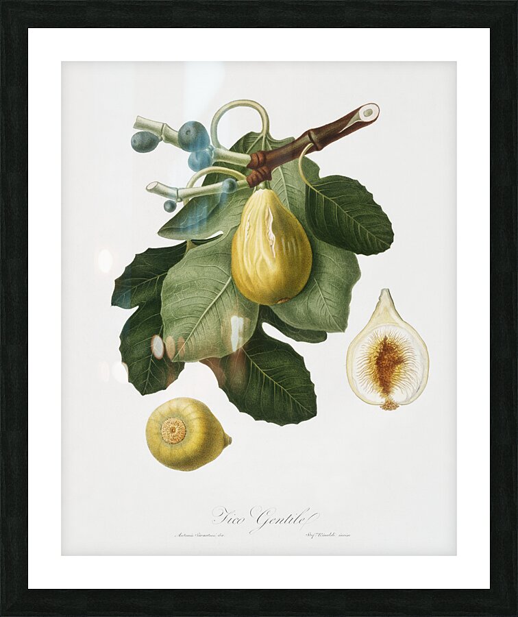 Common Fig Ficus carica sativa from Pomona Italiana 1817 - 1839 by Giorgio Gallesio 1772-1839.  Picture Frame print