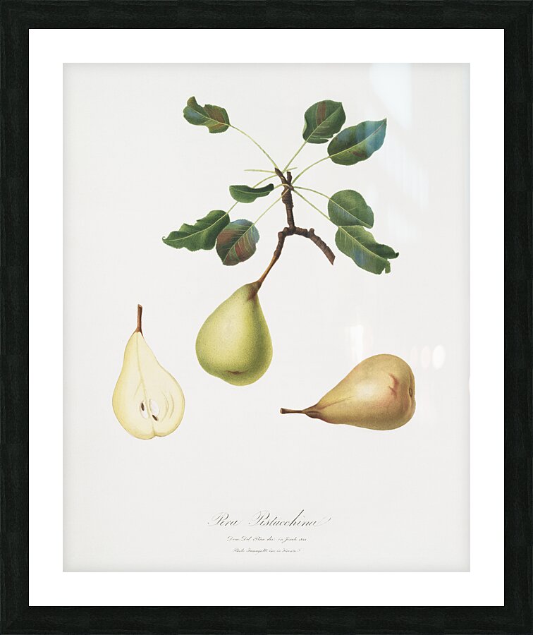 Pear Pyrus communis from Pomona Italiana 1817 - 1839 by Giorgio Gallesio 1772-1839.  Picture Frame print