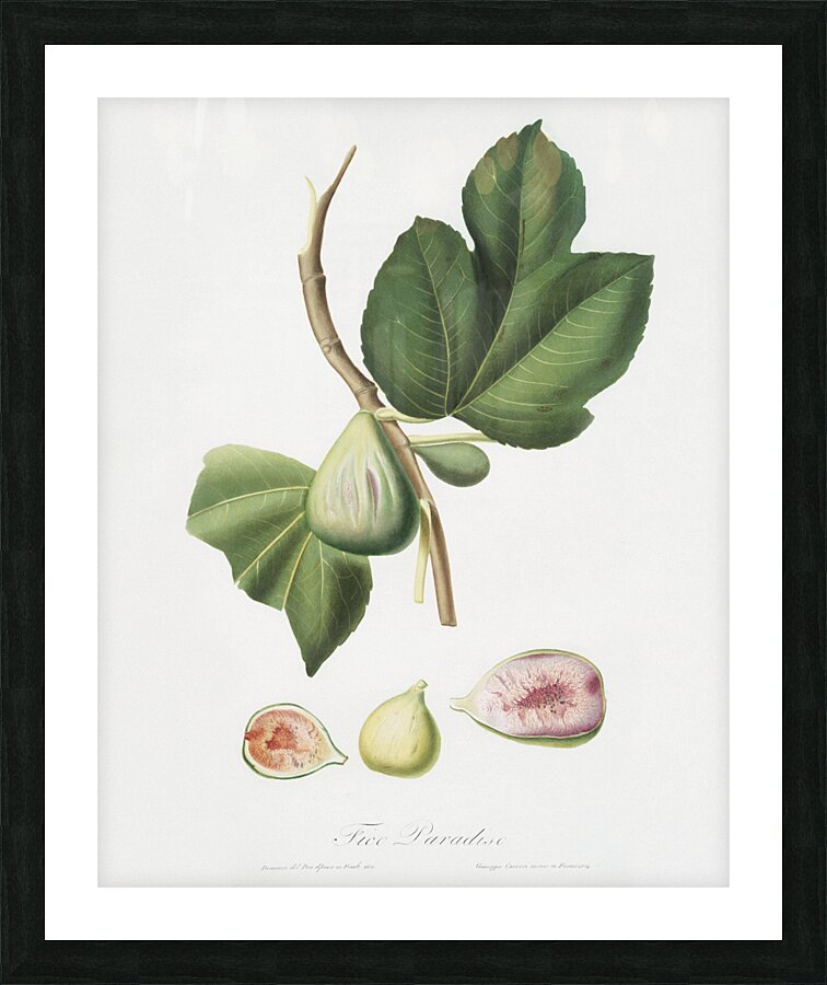 Fig Ficus carica bifera from Pomona Italiana 1817 - 1839 by Giorgio Gallesio 1772-1839.  Picture Frame print