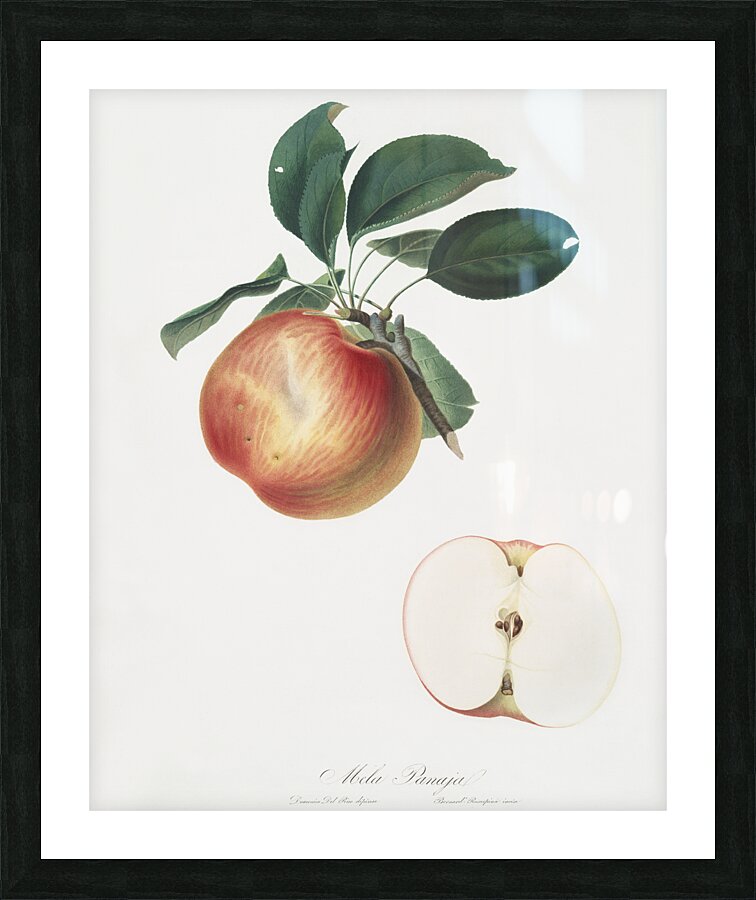 Apple Malus domestica from Pomona Italiana 1817 - 1839 by Giorgio Gallesio 1772-1839.  Picture Frame print