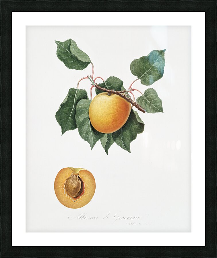 Apple Malus domestica from Pomona Italiana 1817 - 1839 by Giorgio Gallesio 1772-1839.  Picture Frame print