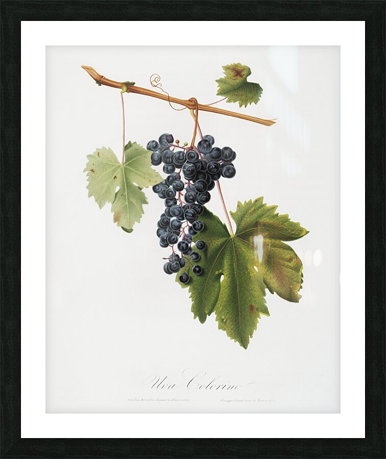 Grape Colorino Vitis vinifera auxiliaria  from Pomona Italiana 1817 - 1839 by Giorgio Gallesio 1772-1839.  Picture Frame print