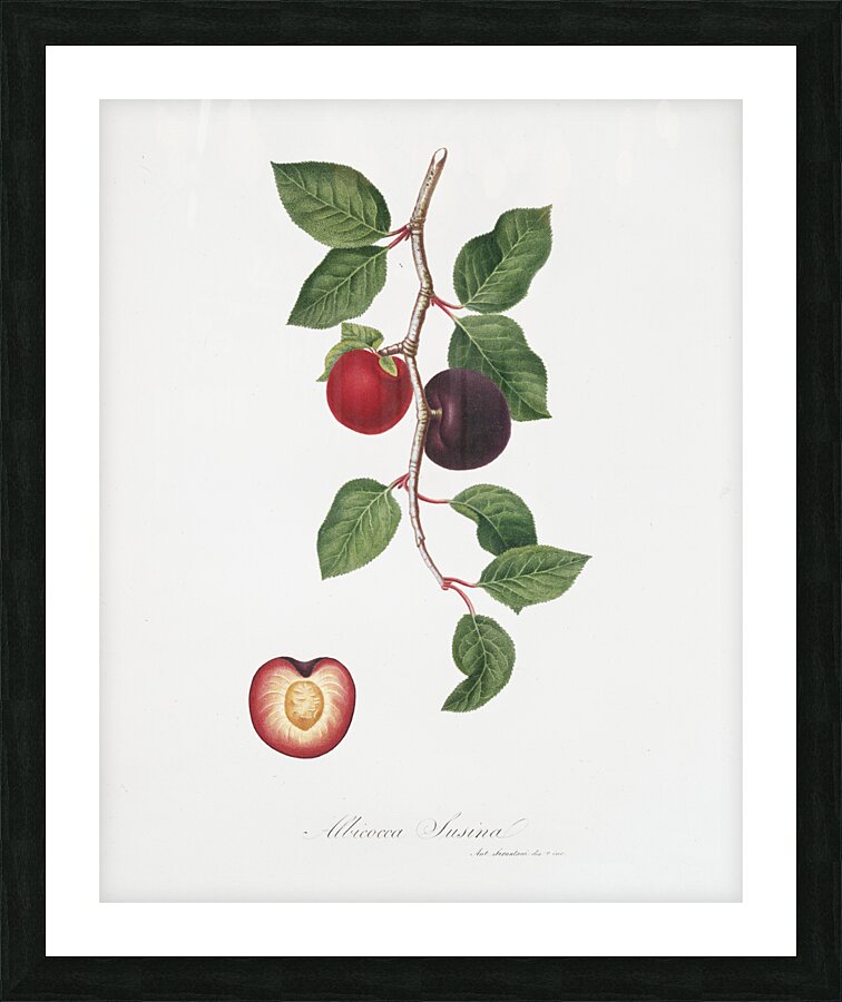 Apricot Armeniaca prunata from Pomona Italiana 1817 - 1839 by Giorgio Gallesio 1772-1839.  Picture Frame print