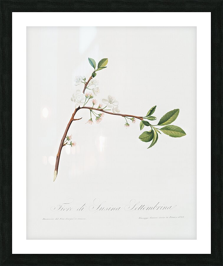 Flower of Plum Fiore di Susina Settembrina from Pomona Italiana 1817 - 1839 by Giorgio Gallesio 1772-1839.  Picture Frame print