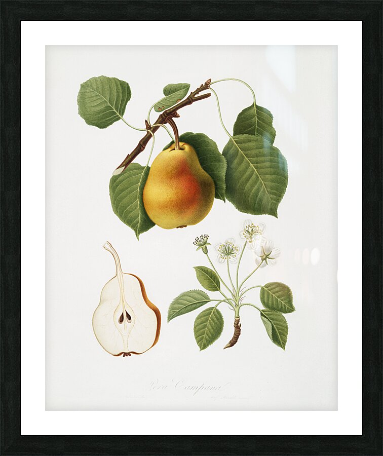 Pear Pyrus Pompeiana from Pomona Italiana 1817 - 1839 by Giorgio Gallesio 1772-1839.  Picture Frame print