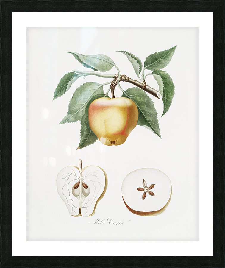 Carla Apple Melo Carlo from Pomona Italiana 1817 - 1839 by Giorgio Gallesio 1772-1839.  Picture Frame print